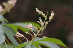 Painted buckeye